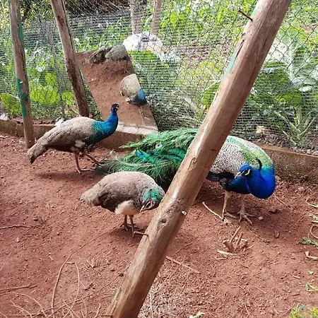 Cuevas De Barreto * Firgas